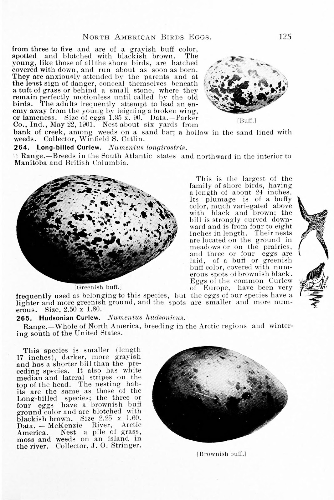 Biodiversity Heritage Library Honoring the Man Who Revolutionized Bird