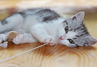 Kitten by pixabay.com