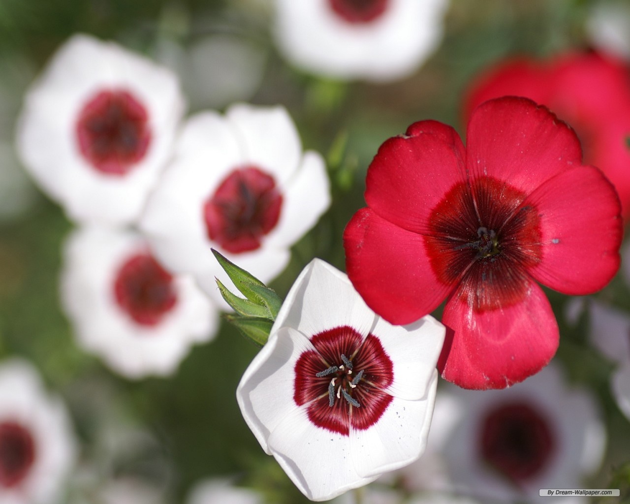 'The Sound of a Voice' Research Japanese Flowers