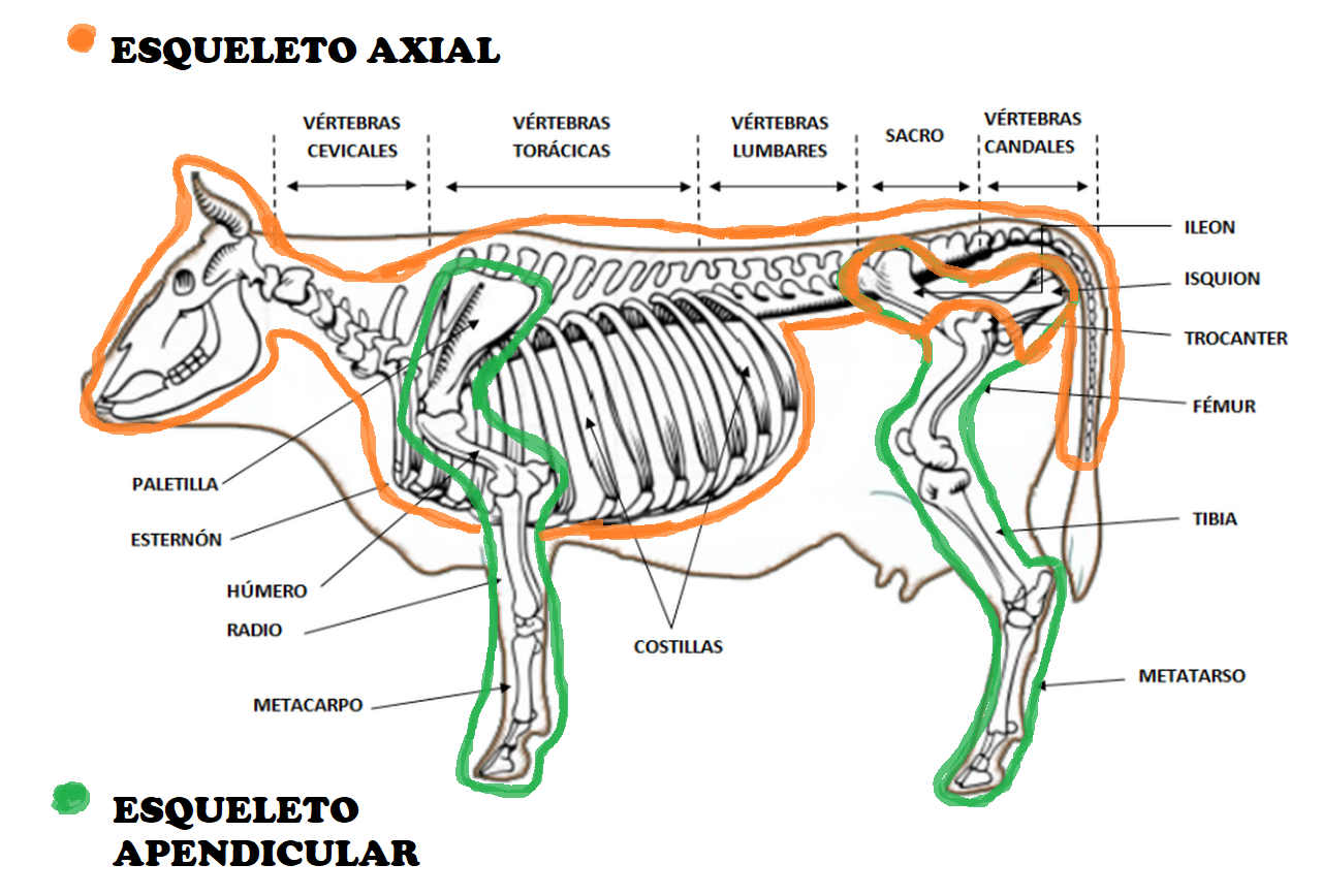 Resultado de imagen para ESQUELETO AXIAL DE LOS ANIMALES