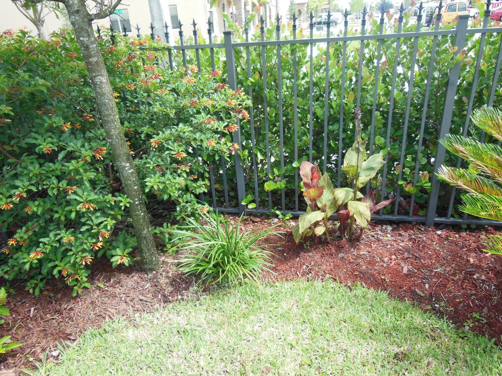 South Florida Gardening Blog