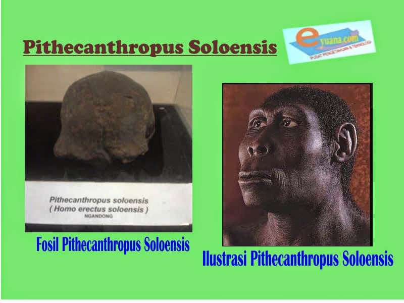 Gambar Manusia Purba Pithecanthropus Soloensis