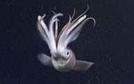 group of squids name group of squids name