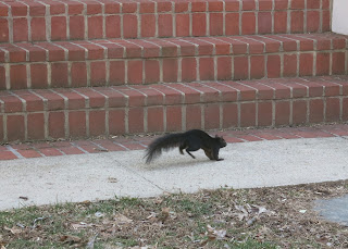 Nutkin in D.C., Tuesday, March 17, 2015, 3:12:05 PM