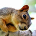 Hand feeding a fox squirrel (Video)