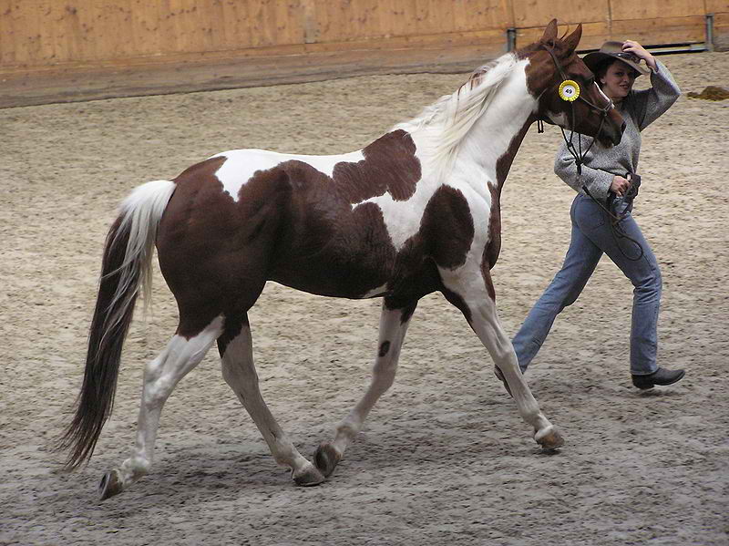 Top 10 Most Popular Horse Breeds In The World Just On Top