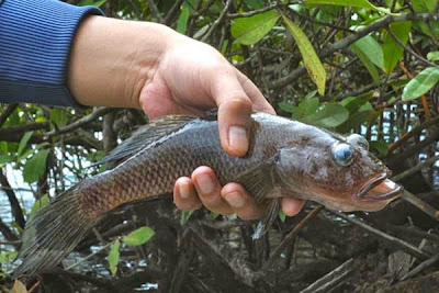 Danau Matano, Terdalam di Asia Tenggara