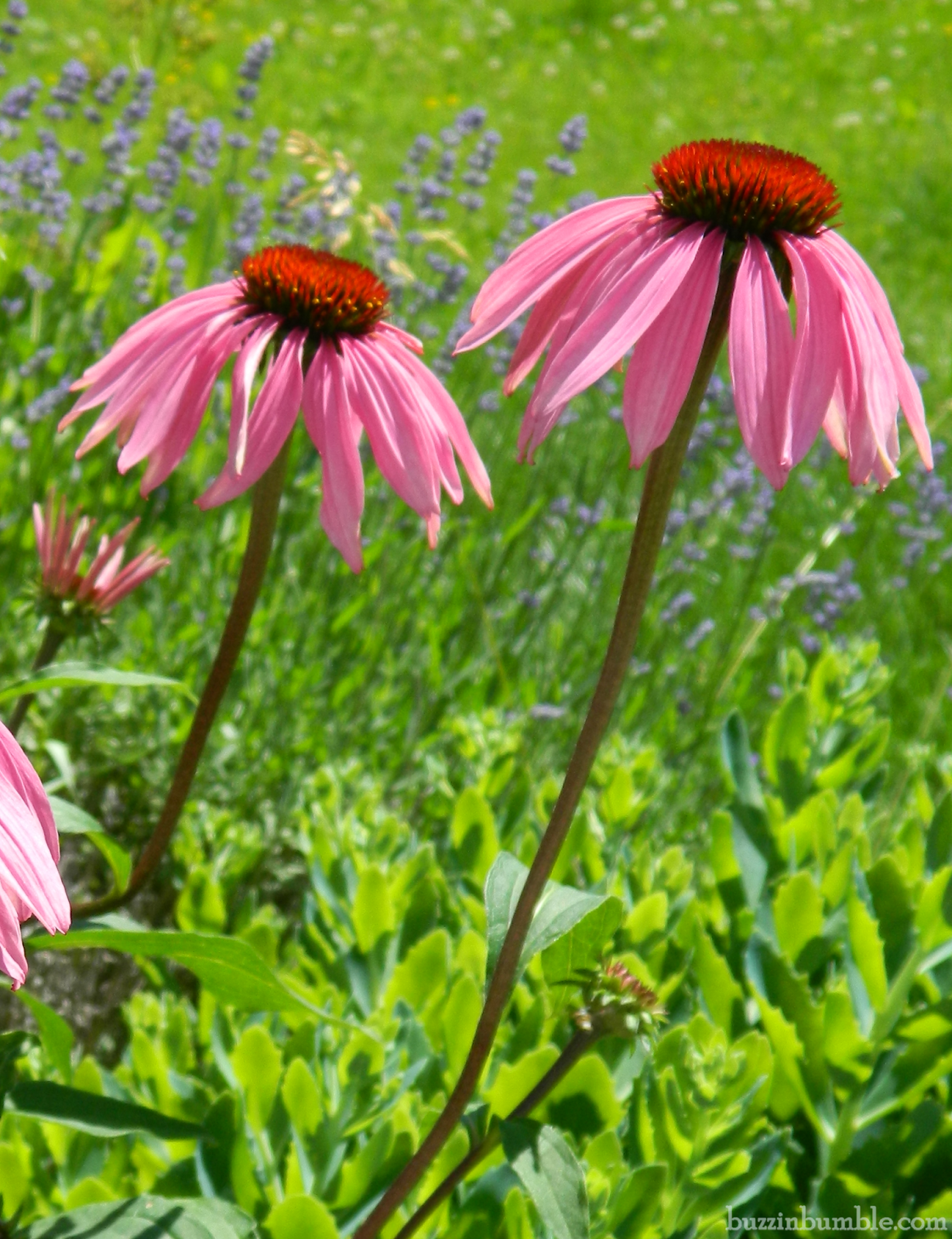 BuzzinBumble Pink Coneflowers on a Brilliant Summer Morning