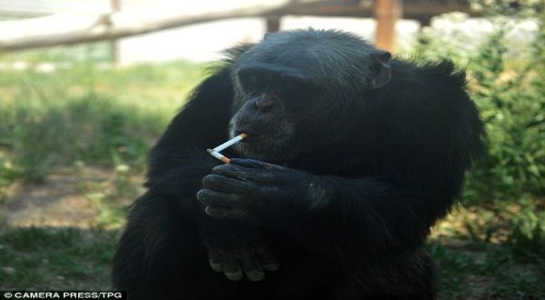 Duh, Simpanse Ini Hobi Minum Bir Dan Merokok [ www.BlogApaAja.com ]
