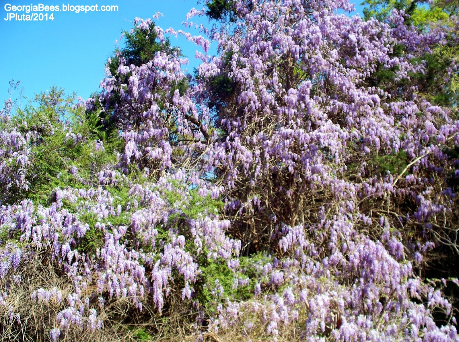 BEEKEEPING Beekeeper Honey Bees Pollen Wax Candle Propolis Queen Nuc
