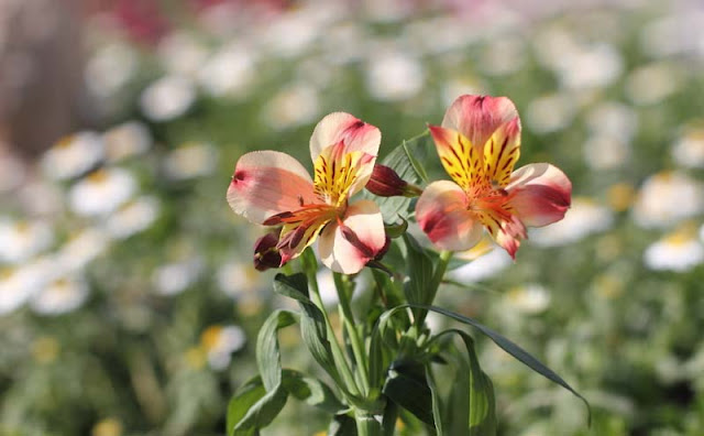 Peruvian Lily Flowers Pictures