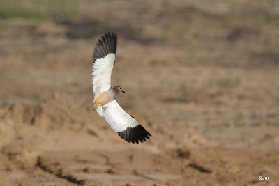 White-tailed Lapwing @ Dubai Pivot Field