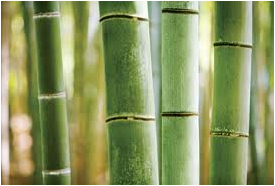 Green Bamboo Cultivation