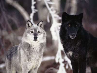 Manada: Guardianes del bosque - Página 25 1010874~Grey-Wolves-Showing-Fur-Colour-Variation-Canis-Lupus-Posters