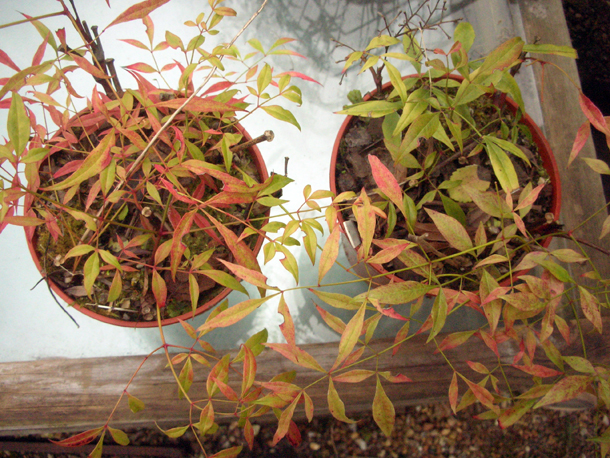 Arbre A Papillons Buddleia Davidii Nanho Purple Jeune Plant En