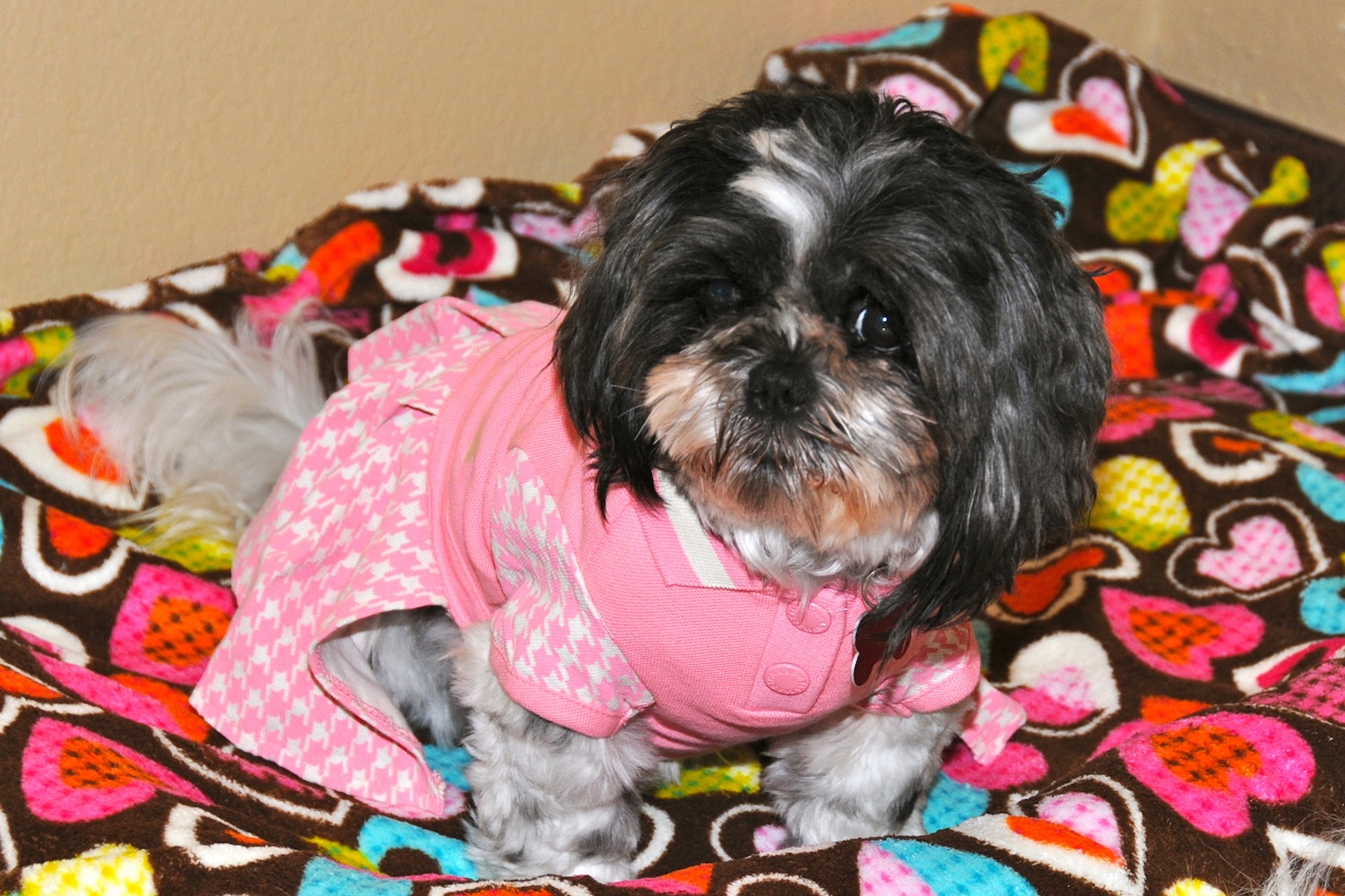 All List Of Different Dogs Breeds Fashionable Dog Clothes Tiny Dogs