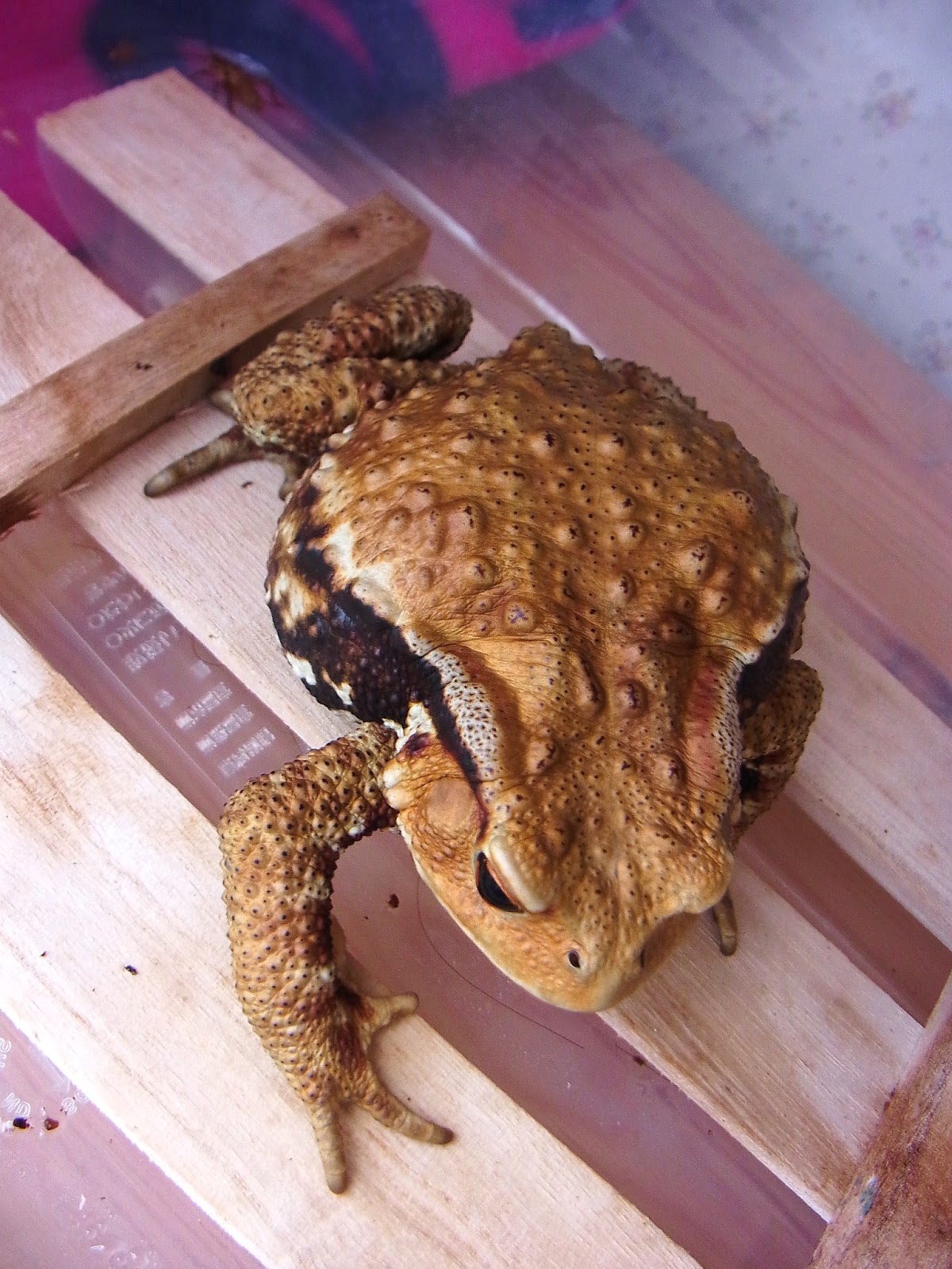 東海道のカエルのブログ オッドさんほか近況