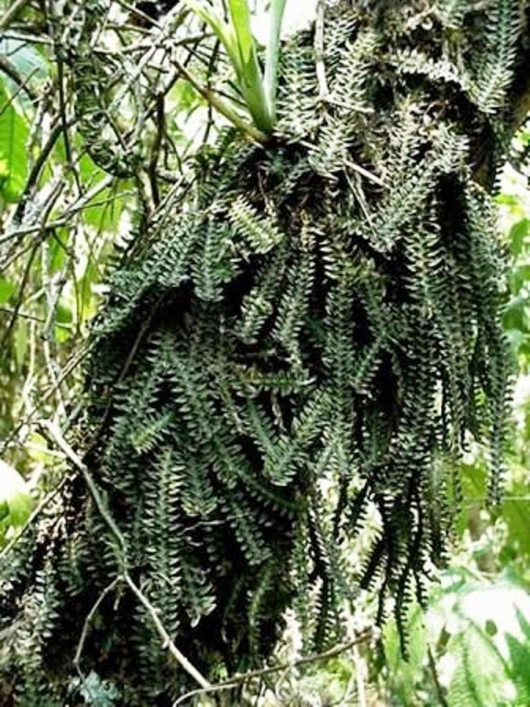 ORQUIDEAS MEXICANAS Dichaea muricatoides