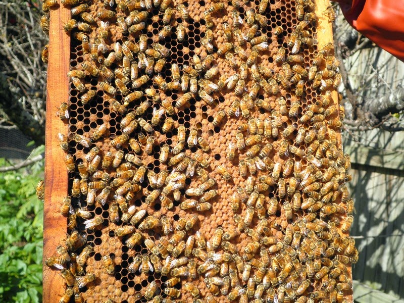 Beekeeping - How we started 16 Beekeeping - How we started