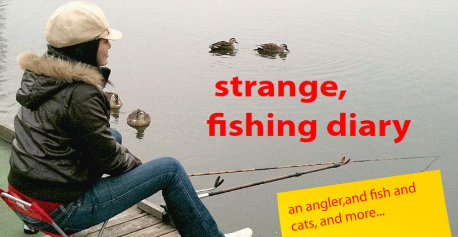 へら鮒釣行記録～strange,  fishing diary