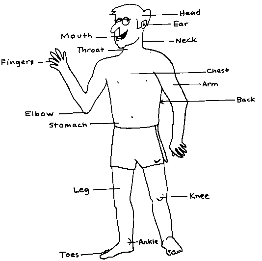 franzneil: parts of the body
