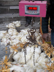 54 Kilo's "Broiler Chickens" being sold by weight in the biggest "Chicken Auction Market" in India.