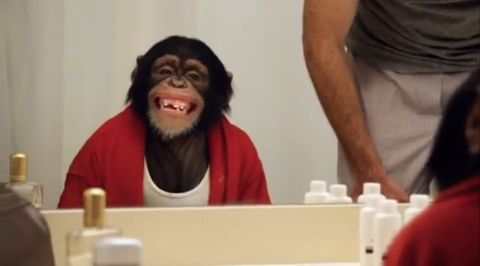 Careerbuilder+monkeys