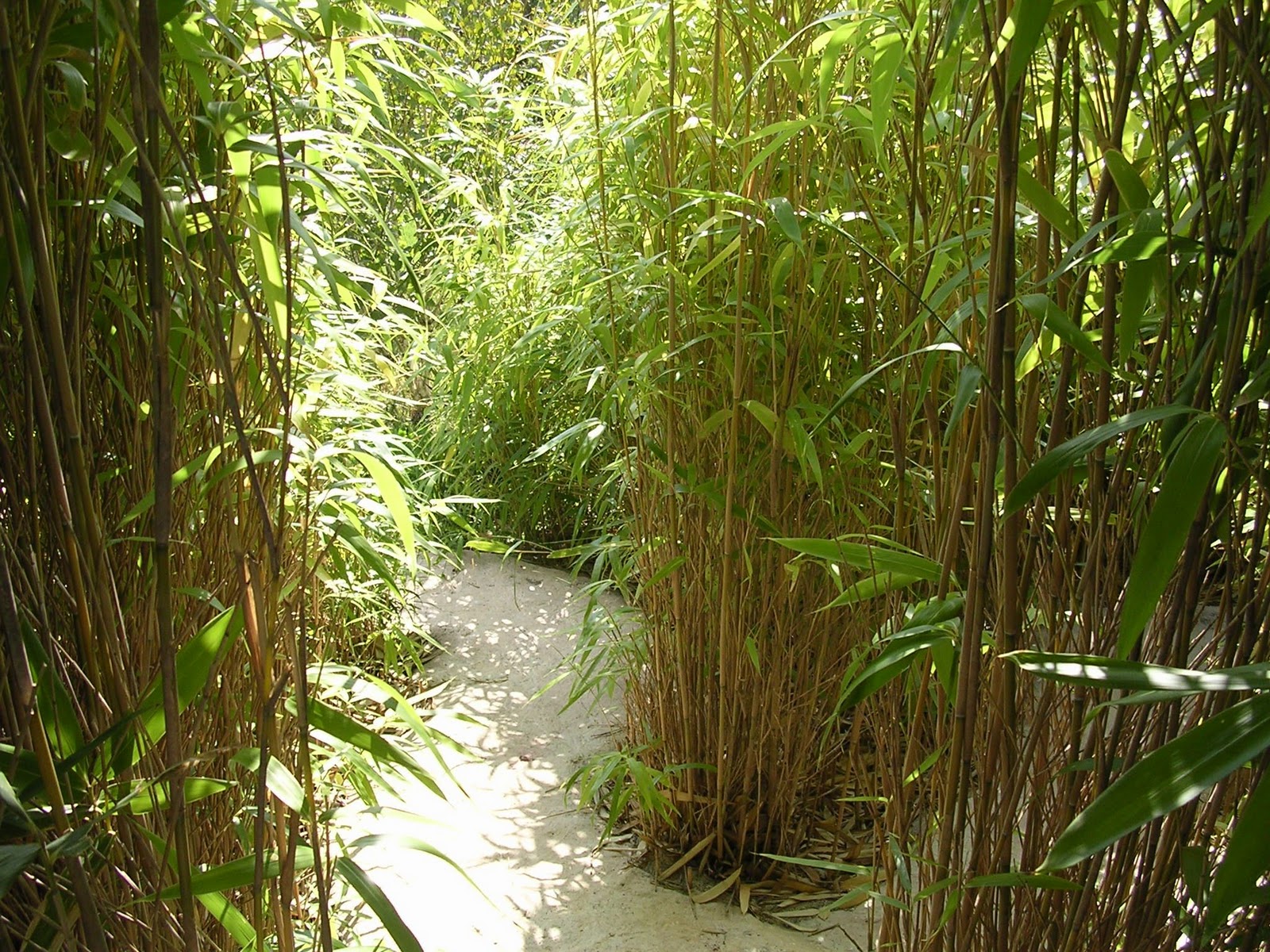 Bamboo Garden