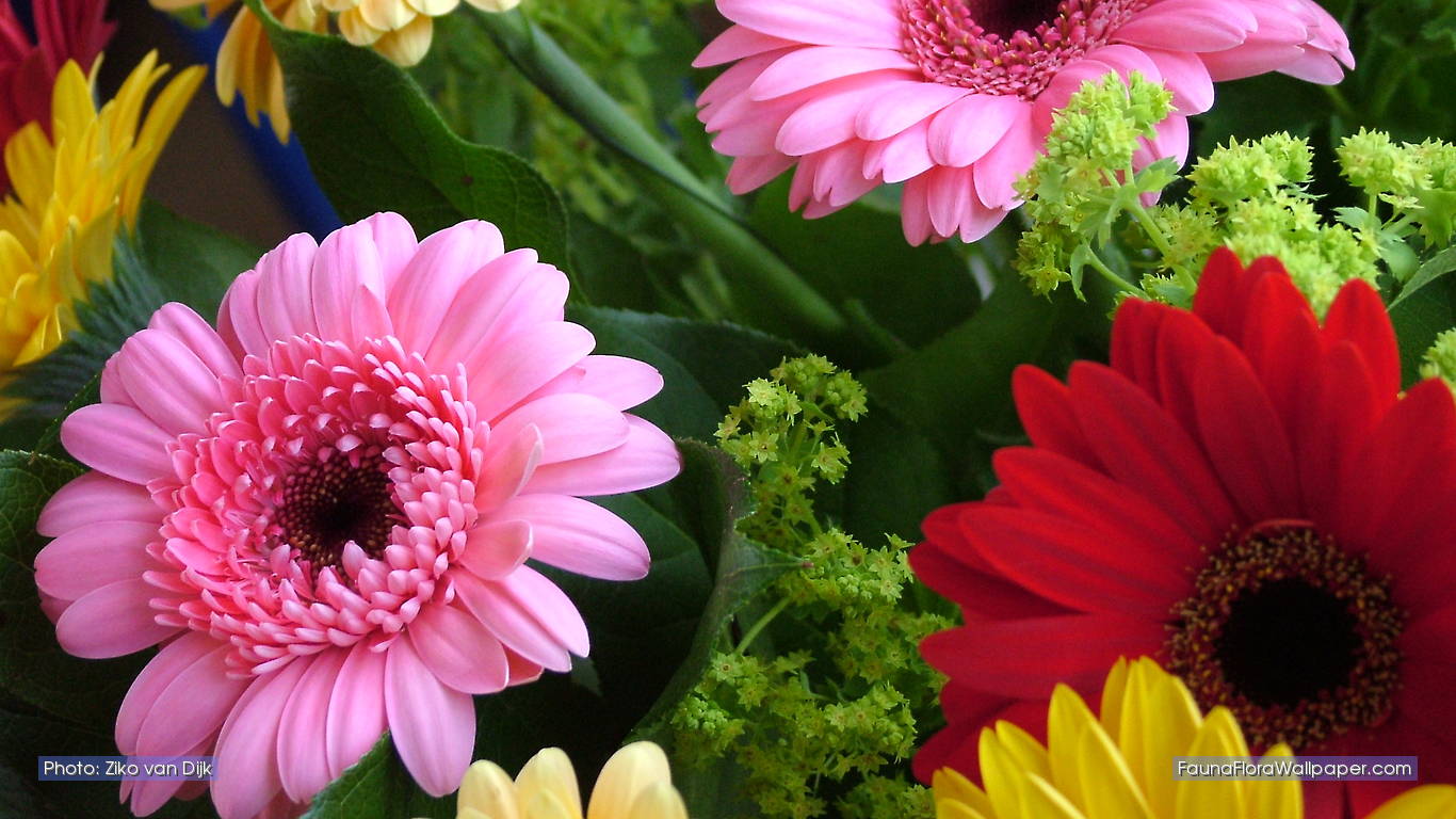 http://2.bp.blogspot.com/-708FyqRu6vQ/TcLFRu-r8AI/AAAAAAAAJTU/oTPxgIantFw/s1600/Gerbera-ccbysa-Ziko.jpg