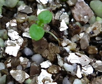 Ficus religiosa seedling after germination