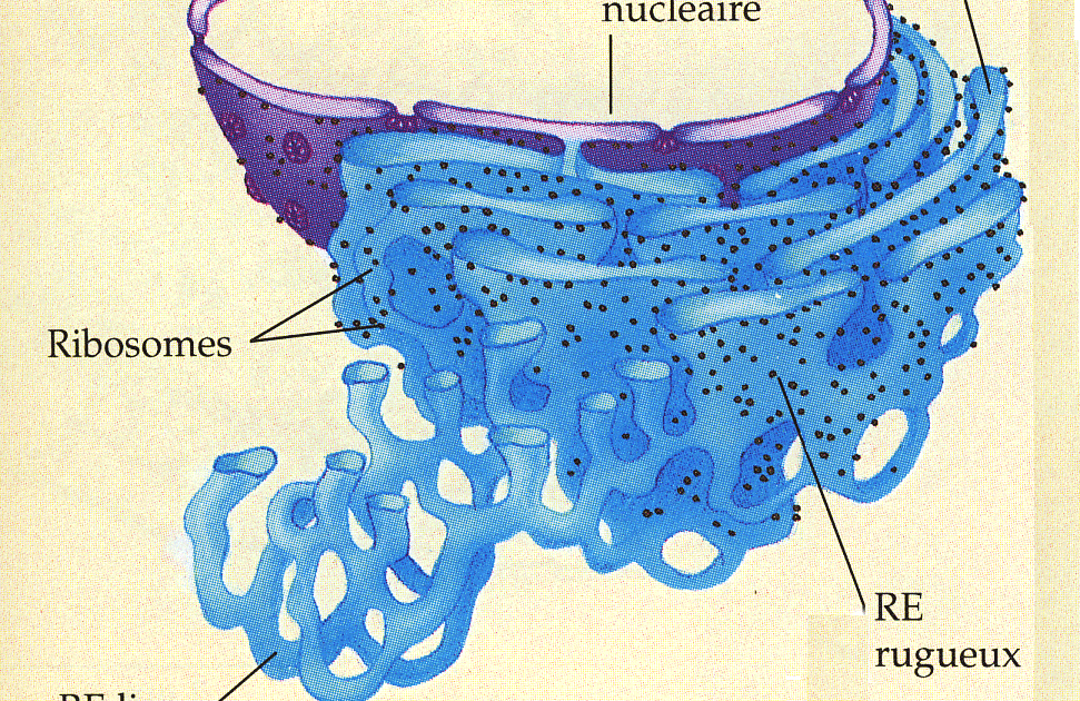 Re Rugueux Carpet Vidalondon