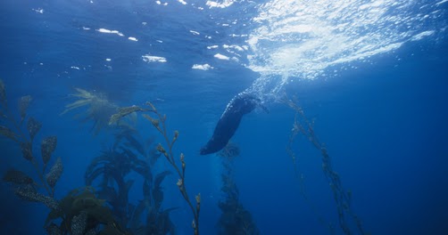 Keystone Species, Foundation Species, Umbrella Species & Indicator