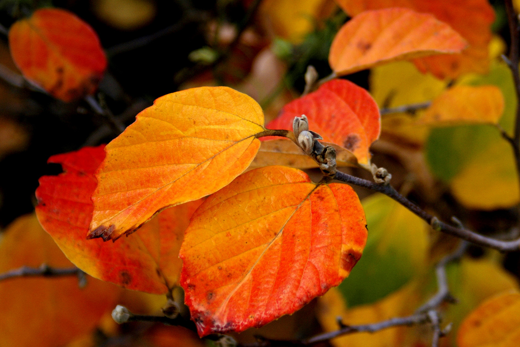 Fothergilla A Deer Resistant 3 Season Stunner