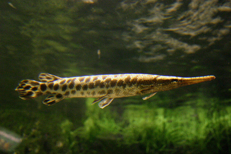 Ikan Buaya Alligator Gar Produk Kulit Buaya Asli ikan buaya alligator gar produk kulit buaya asli
