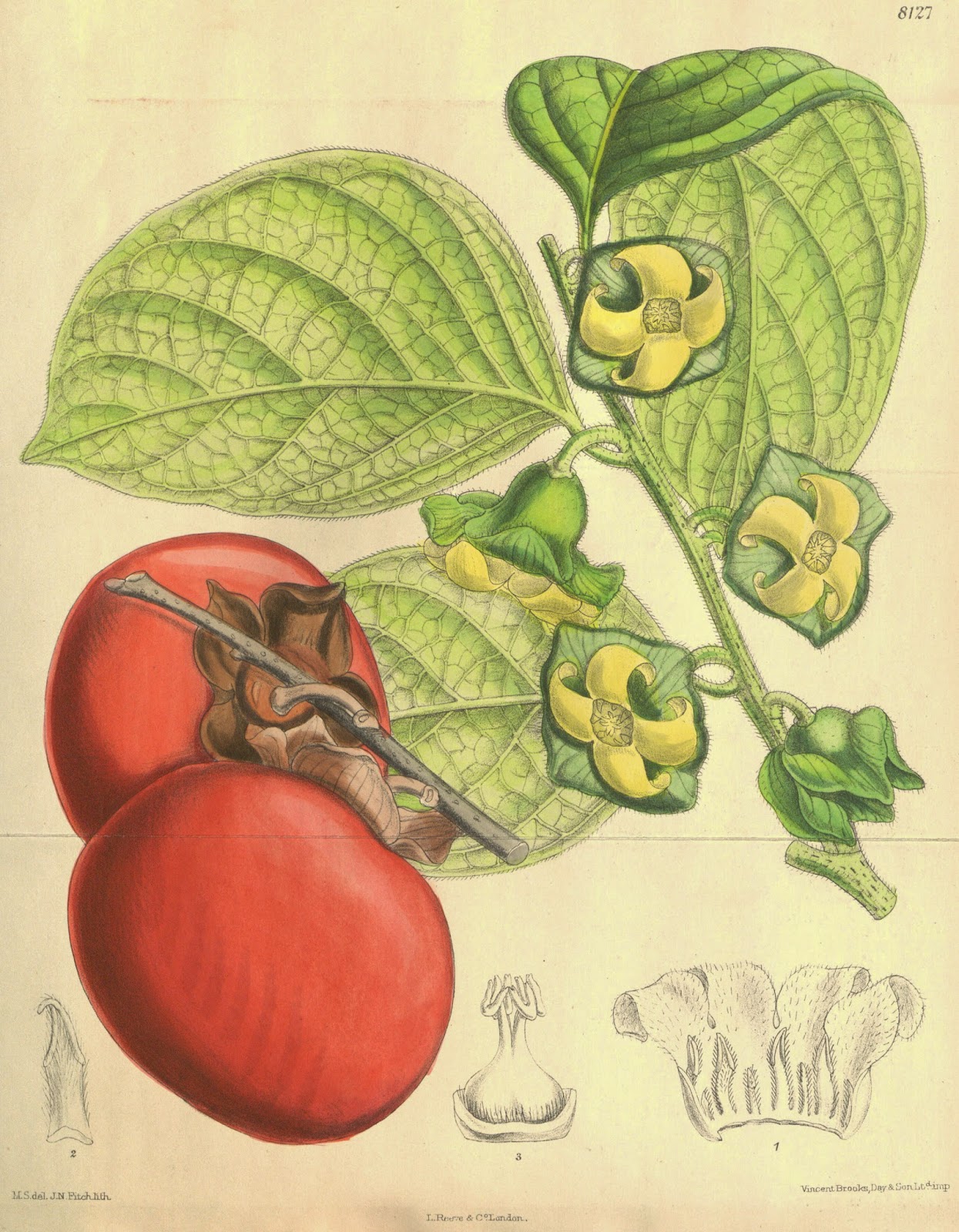 HOW TO GROW SHARON FRUIT Diospyros kaki The Garden of Eaden