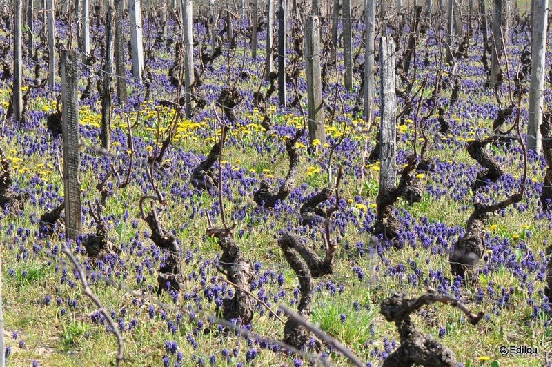 DIAGONALE AU MUSCARI