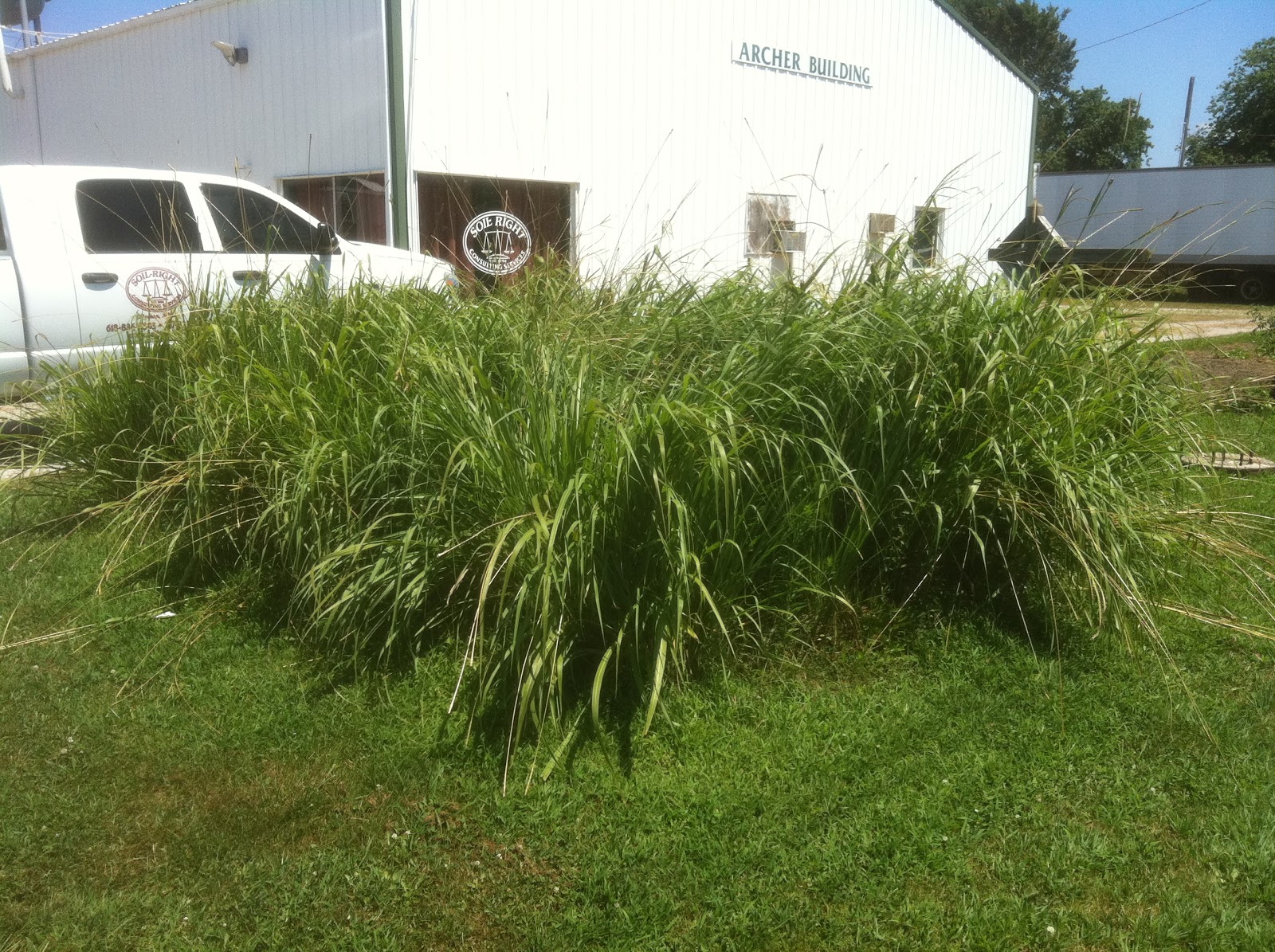 Gamma Grass