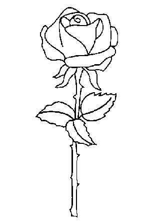 flores rosas, naturales Descargar Fotos gratis Freepik