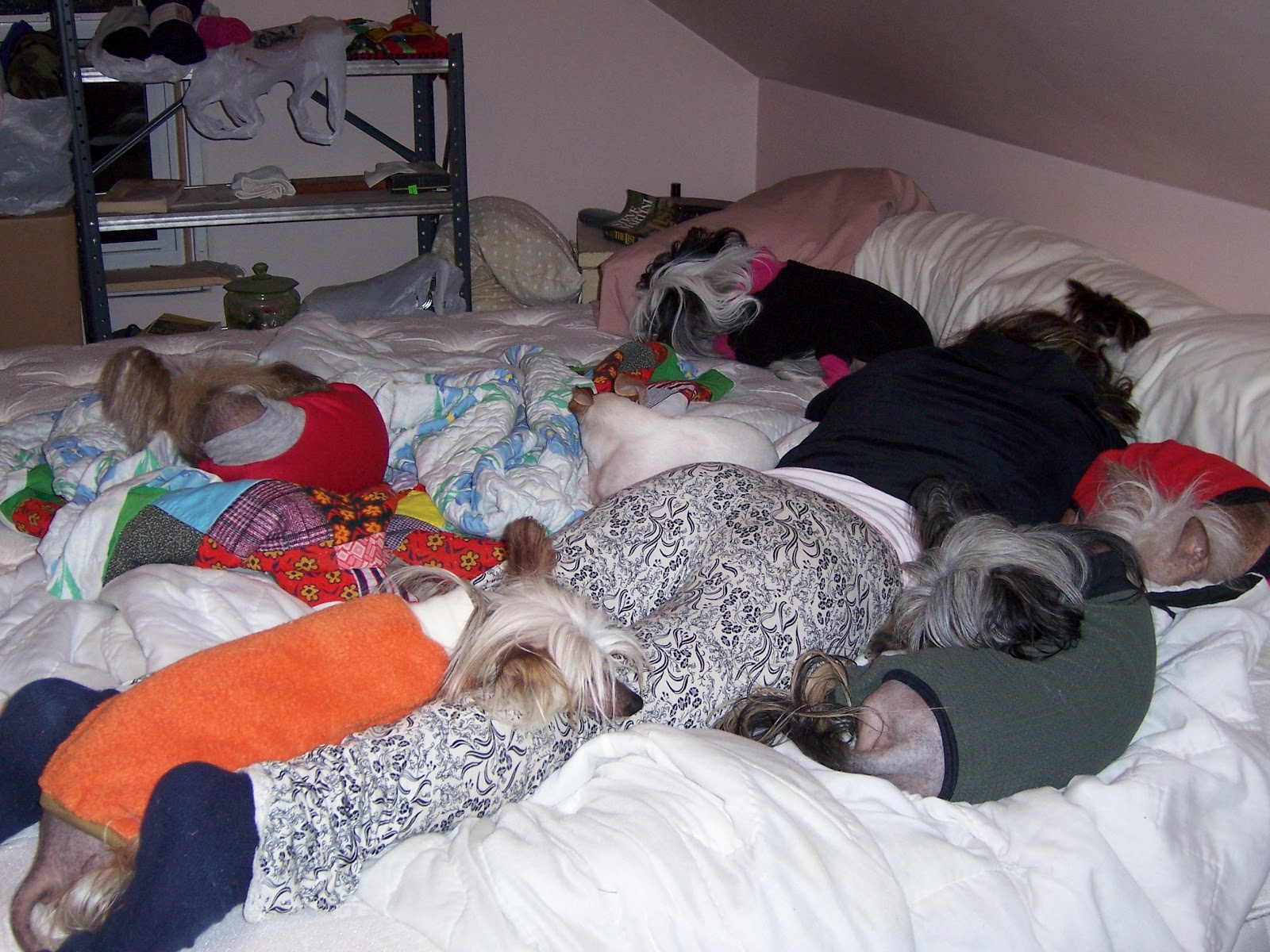 Damn Dog House Sleeping with the dogs