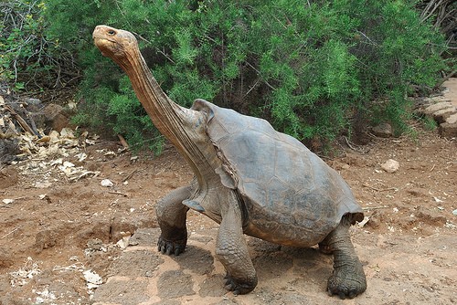 LAS 7 ESPECIES DE TORTUGAS las 7 especies de tortugas: