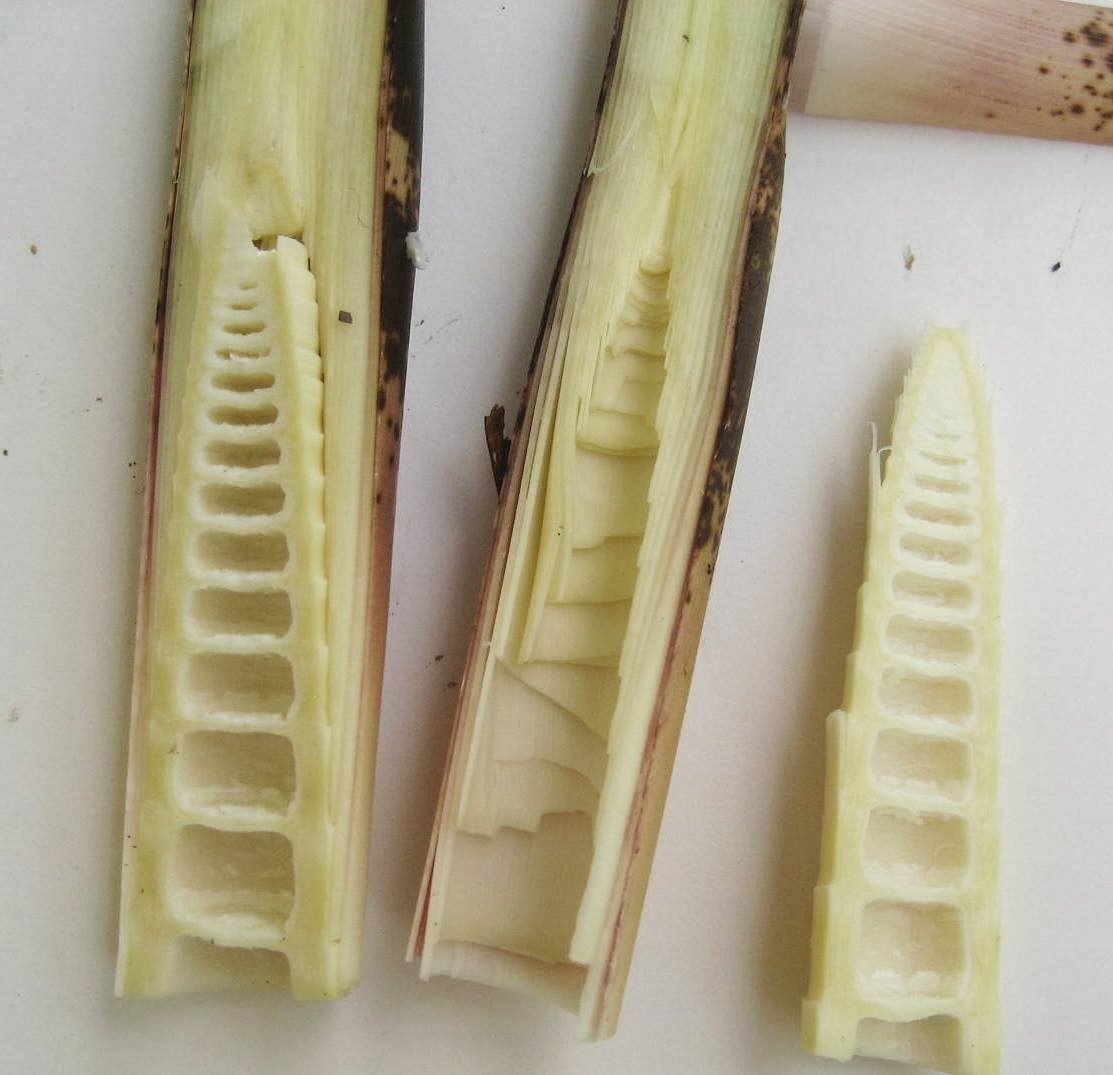 The Earth of India All About Bamboo Shoots