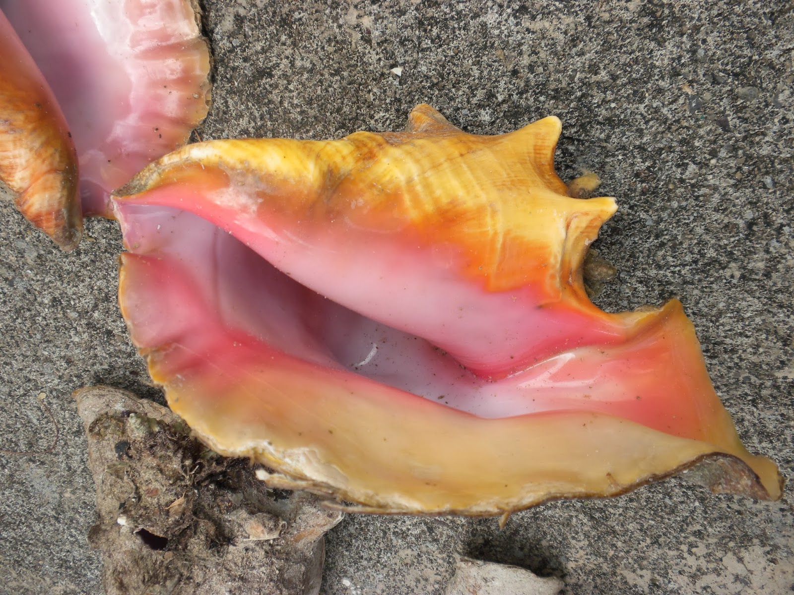 The Adventure Continues Conch