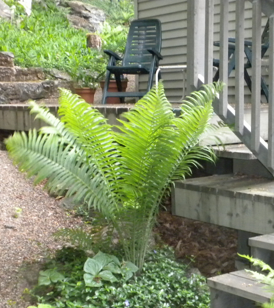Fern Garden