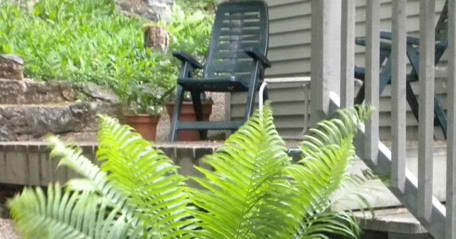 A Student Gardener: SOUTH FERN GARDEN