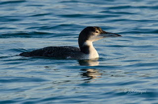 Colimbo grande, Gavia immer, Great Northern Diver