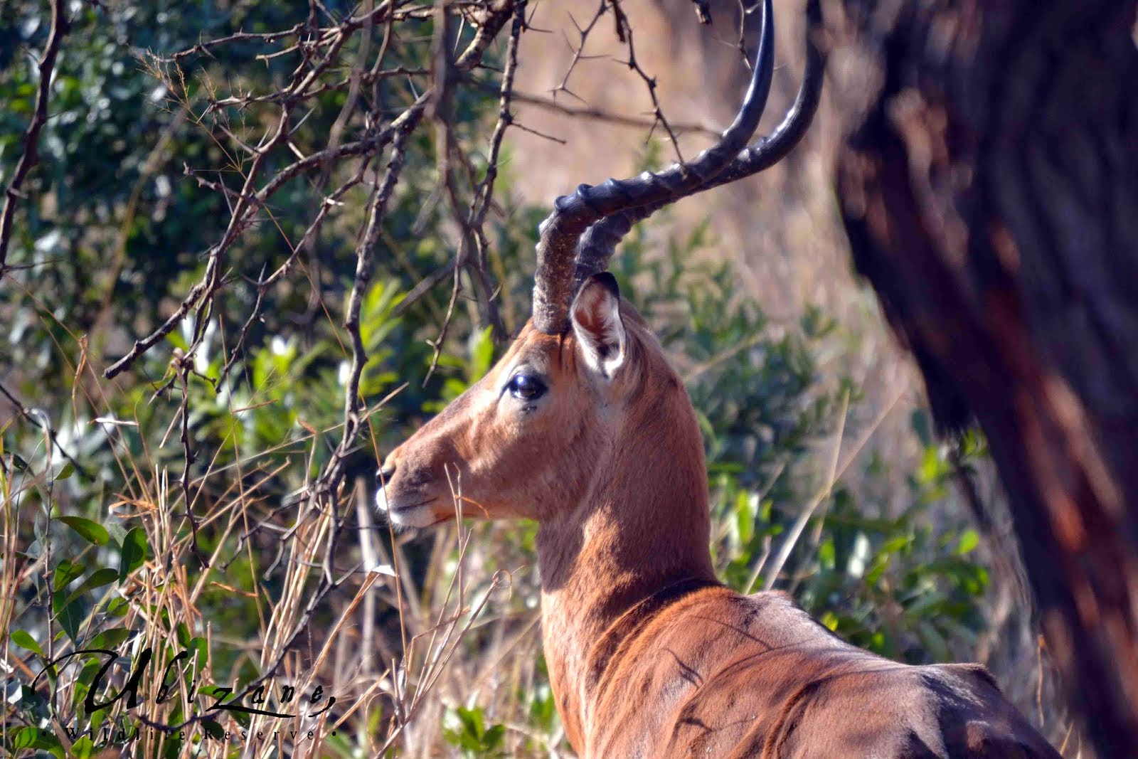 Impala Male