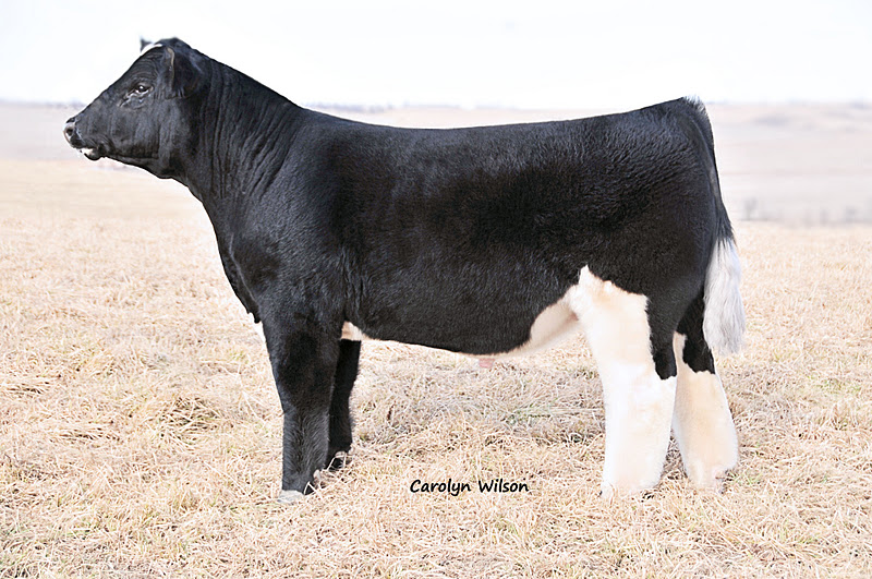 Trausch Farms "Blueprint" 2012 Bull