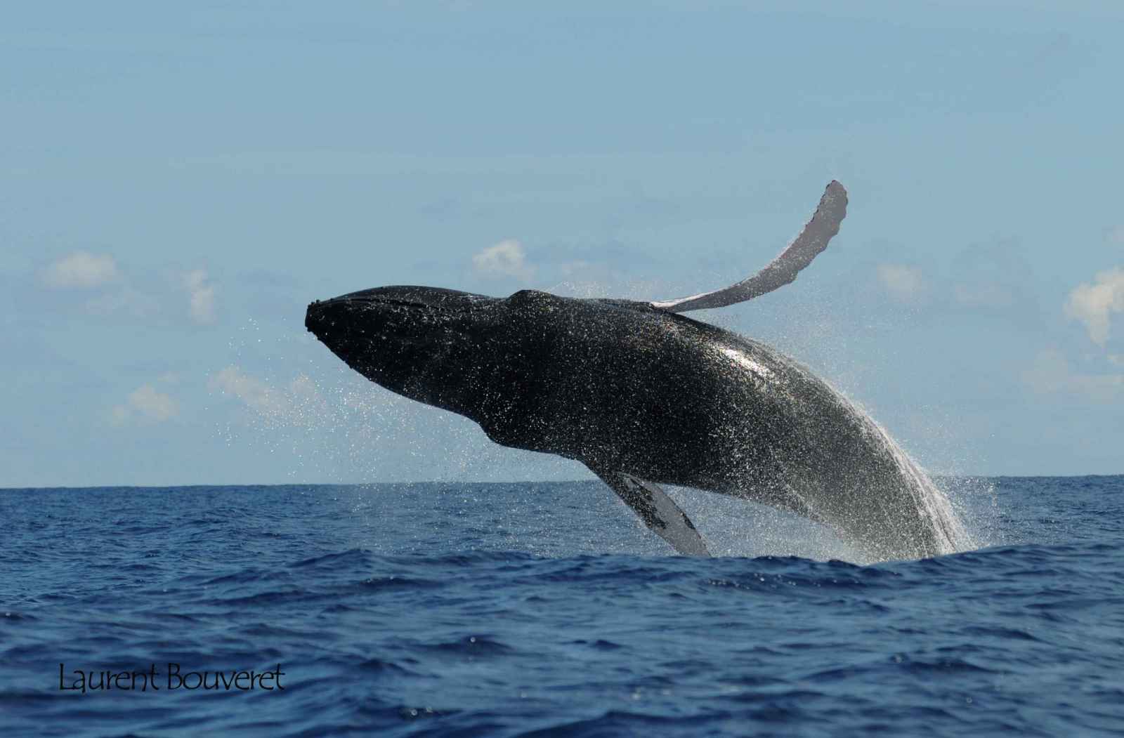 rencontre dauphin guadeloupe