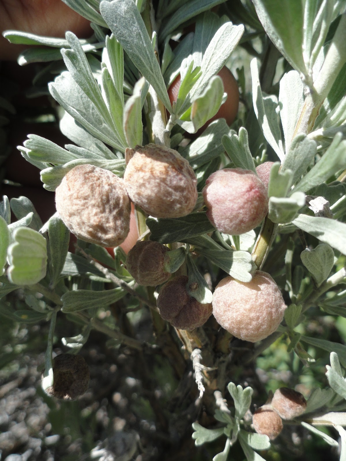 tall trees and moss Sagebrush Galls