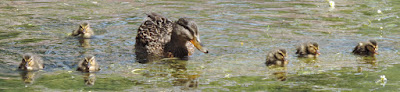 ducklings on millpond cheddar gorge 